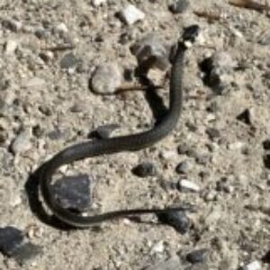 Group logo of Syddjurs/Norddjurs