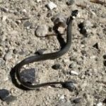 Group logo of Syddjurs/Norddjurs